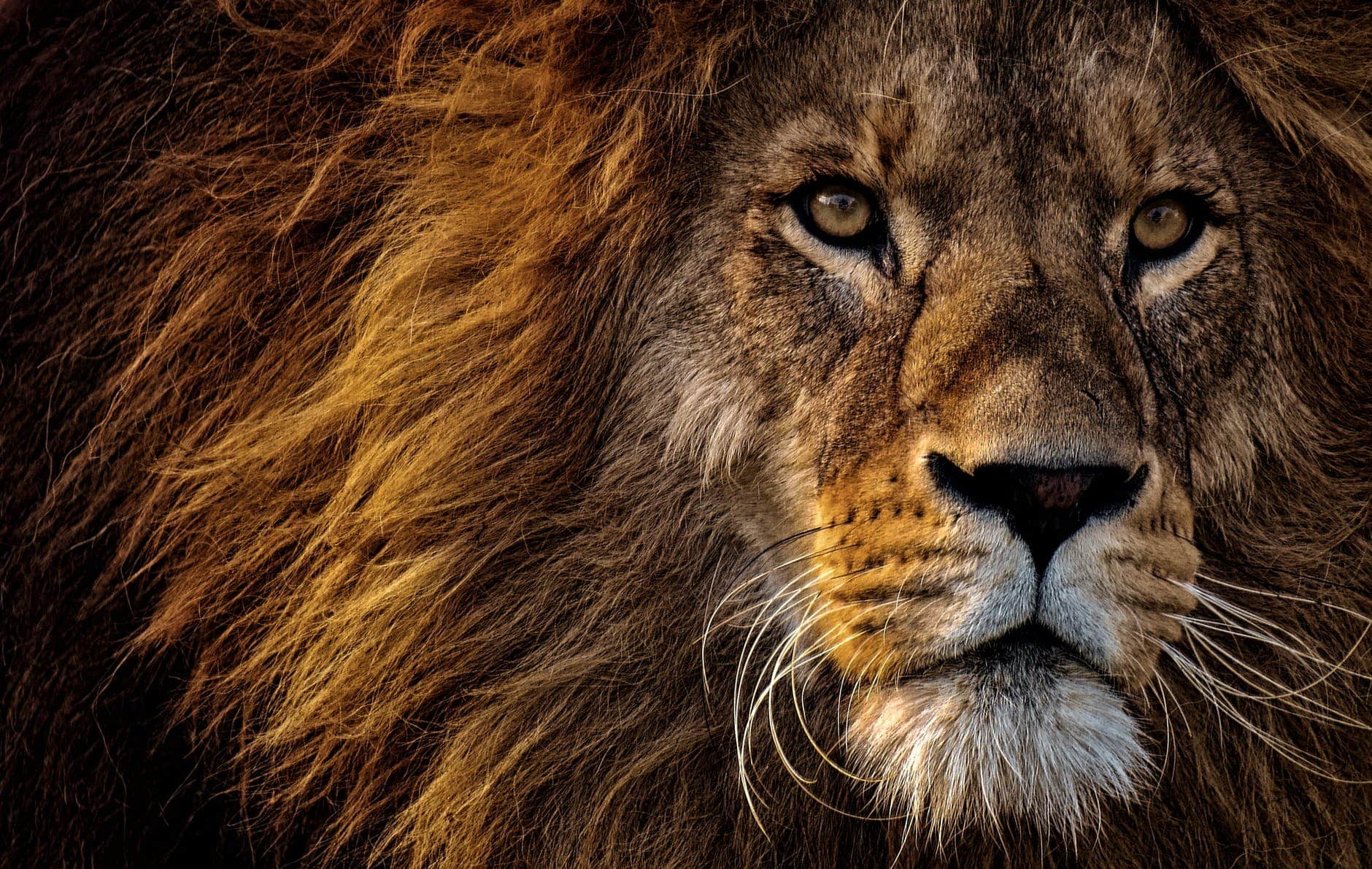 Lion portrait with a fierce expression, symbolizing strength and leadership in conflict resolution.