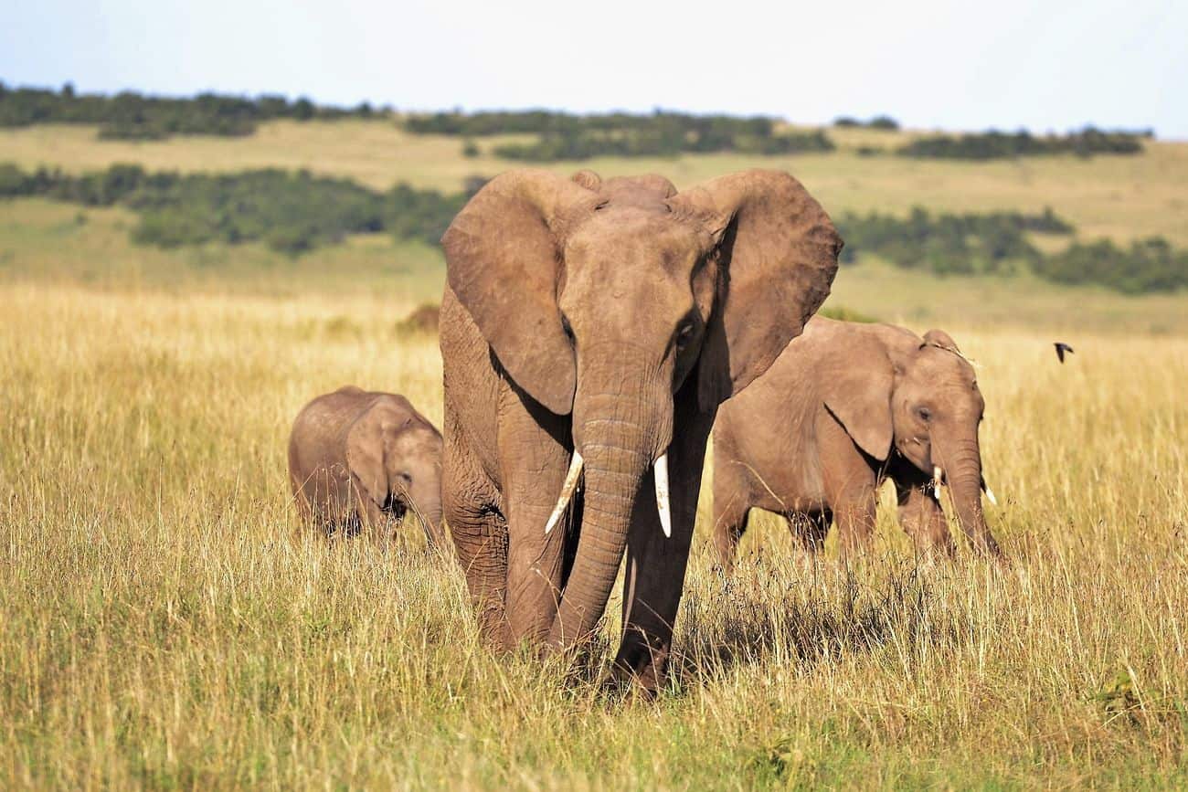Elephants walking through grassland, symbolizing leadership and strength in conflict resolution.