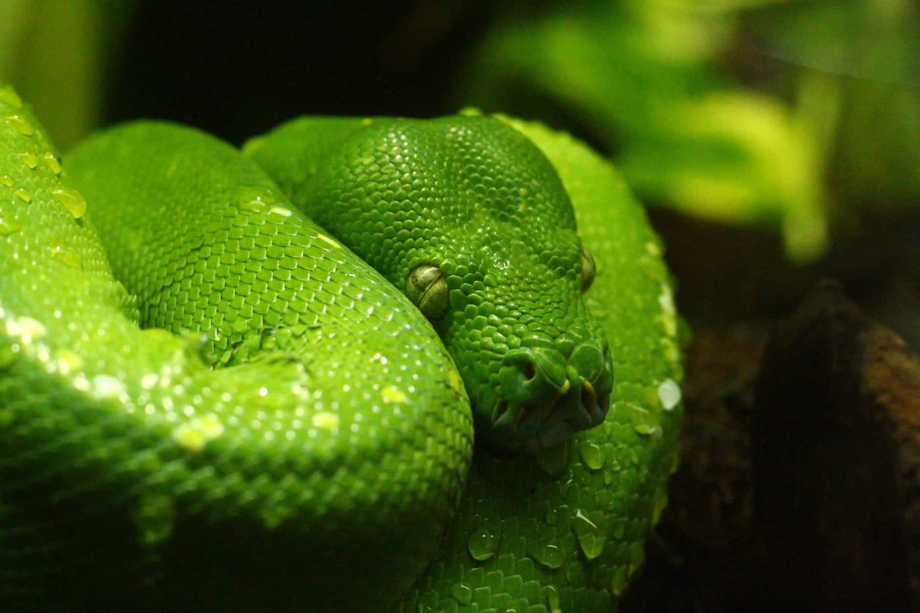 Green snake coiled around a branch, close-up shot.